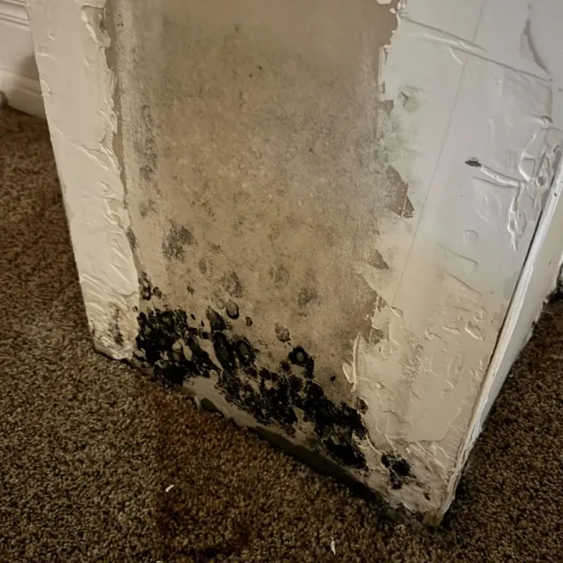 Professional Mold Removal in Corbin, KY